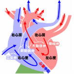 The simple heart Japanese Photo Cutout