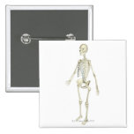 The Skeletal System Button