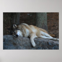 The Sleeping Wolf