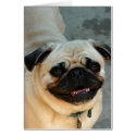 The Smug Pug cards