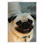The Smug Pug cards