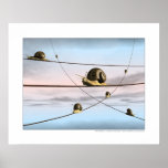 The snail tracks print