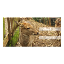 The Spotted Deer Custom Photo Card