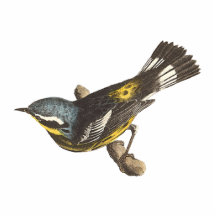 The Spotted Warbler	(Sylvicola maculosa) Acrylic Cut Out
