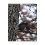 The Squirrel Post Cards
