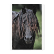 The Stallion Postcard