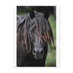The Stallion postcards