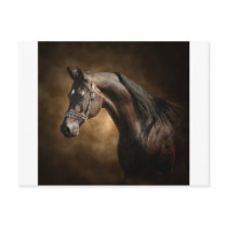 The Stallion Postcard