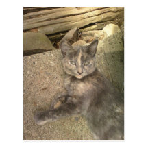 The Stray Life Post Cards