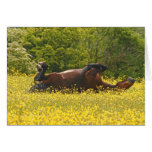 The Sun Worshipper cards