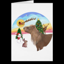 The Take Of f -Shetland Pony cards