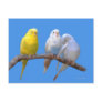 The Third Wheel Post Card