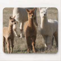 The Three Amigos, Alpaca-Style Mouse Pad