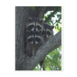 The Three Amigos Postcard