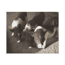 The Three Little Pigs Stretched Canvas Print
