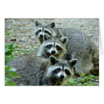 The Three Raccoons