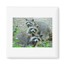 The Three Raccoons Refrigerator Magnets