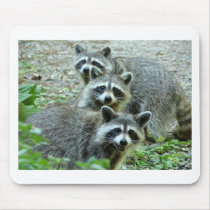 The Three Raccoons