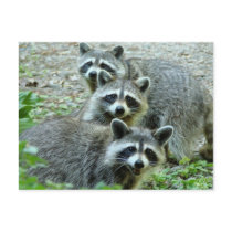 The Three Raccoons