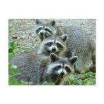 The Three Raccoons postcards