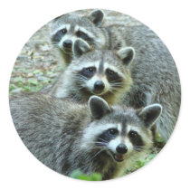 The Three Raccoons