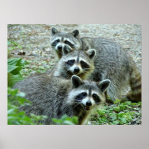 The Three Racoon Posters