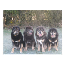 The Tibetan Mastiff Gang Postcard