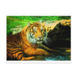 The Tiger Post Cards