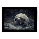 The Tortoise Plods On Card