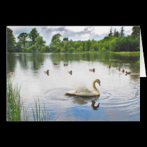 The Tranquil Lake cards
