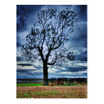 The Tree HDR postcard