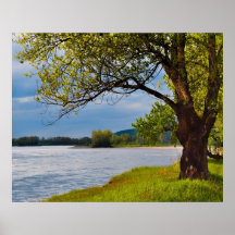The Tree On The Bank Print