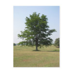 The tree stands alone postcards