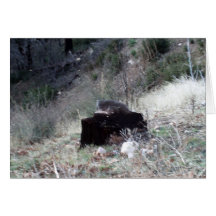 The Tree Stump Card