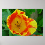 THE TULIP POSTER