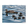 The ugly duckling postcard
