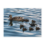 The ugly duckling postcard