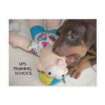 . The ups man is being attacked Post Card