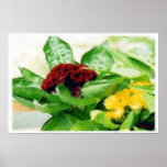 The Velvet Plant (Celosia/Cockscomb)