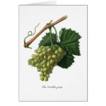 The Verdelho grape Card