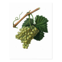 The Verdelho grape Postcard