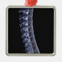 The Vertebral Column 3 Christmas Ornament