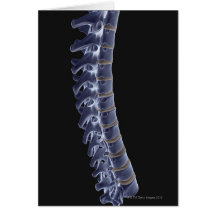 The Vertebral Column 3 Greeting Cards