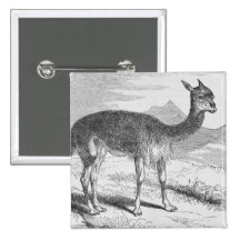 The Vicuna at the Rio de Azufre Pinback Button