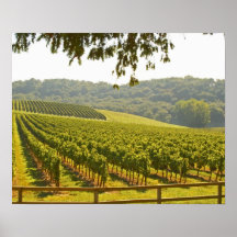 The vineyard and a valley with a forest - print