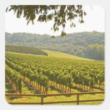 The vineyard and a valley with a forest - square stickers