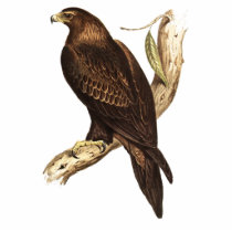 The Wedge Tailed Eagle. A Magnificent Bird of Prey Cut Outs