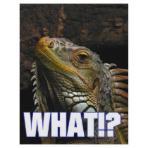 The What!? Iguana Full Colour Flyer