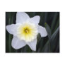 The White Daffodil Post Card