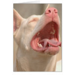 The White Doberman Card
